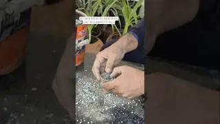 Astrophytum Asterias  Complete Care, Soil Sunlight Guide for Healthy Growth #homegarden #shortvideo