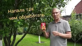 Тля напала на сливовые деревья  Чем обработать