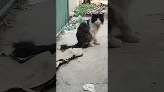 I found this Lonely Homeless Persian Cat