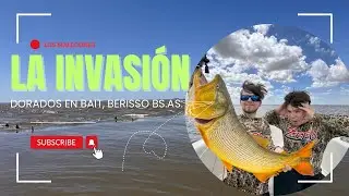 LA INVASI&Oacute;N DE DORADOS SIGUE, DORADOS EN LOS MALECONES DE BERISSO, PIQUES EN VIVO, BAIT, FISHING