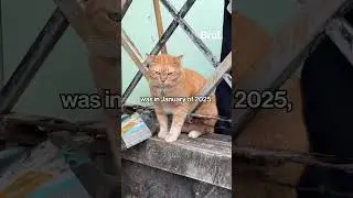 A cat in France has been issued a restraining order