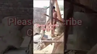 Shorts #video Camel work in village beautiful village of Pakistan