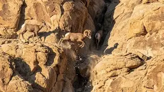 Life in the World’s Harshest Deserts | Extreme Survival of Desert Animals (Full Episode)