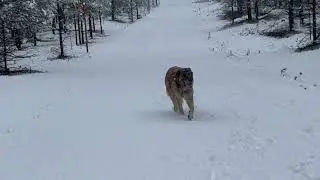 IMPREVISTO FELICE! ABBIAMO TROVATO LA NEVE A SETTEMBRE IN SVEZIA!