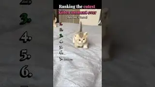 Ranking the cutest kitten moment ever #shorts #cute #cutestkittens