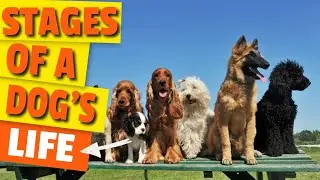 🐶STAGES of a DOG'S LIFE (How They Age)
