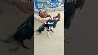 Aseel Murgha murghi crossing #aseel#crossing  #shortvideo #viral