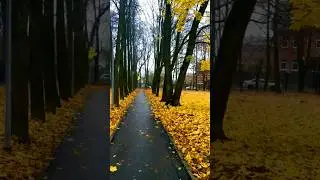 My golden autumn #piano #voice #autumn #nature #music