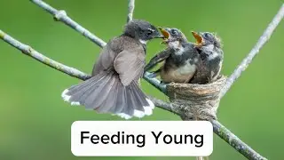 Big Birds Catching Insects: Feeding Time for Young Avian Predators