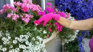 Spice Dawn's G-Rated gardening tip: Coming or going? Please Subscribe.