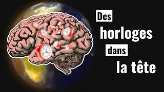 Perception du temps et rythme circadien ⏰  Comment marche notre horloge interne biologique ?