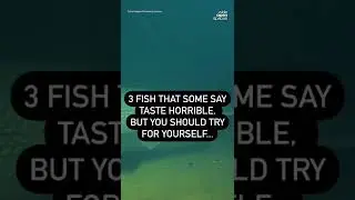 Have You eat Any?#fishing #eel #arapaima #alligator