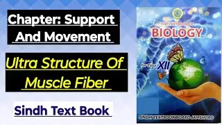 XII Biology Ultra Structure Of Muscle Fiber Chp Support And Movement Sindh 