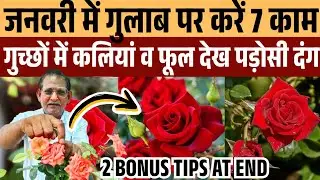 जनवरी में गुलाब पर ये 7 कम करते ही आई सैकड़ों कलिया फूल Rose Plant care and Fertilizer/Rose caretips