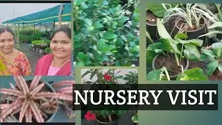 VISIT NURSERY IN GUNTUR  | గుంటూరు లో సంధ్య గారి nursery  |       | Rare Green Rose plants  |👌👌🌱🌱🤩
