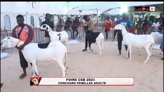 FOIRE CEB 2023 CONCOURS FEMELLES ADULTE