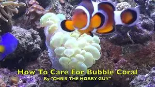 How To Care For Bubble Coral...From 