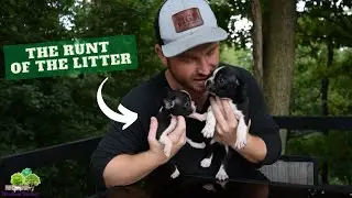 Runt Of The Litter &ndash; What to expect for french bulldog and frenchton puppies?