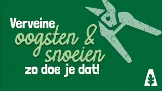 Stadstuinieren - Verveine oogsten en snoeien - zo doe je dat #moestuin
