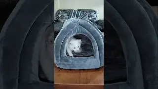No.1 Quality Pet House For Small Pets #petaccessories #petproducts