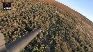 Helicopter Aerial View Pig Shooting