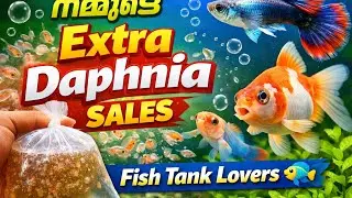 നമ്മുടെ Extra Daphnia Sales 🐟 | Fish Tank Lovers #gardenandaquarium #fishtank #aquarium #livefeed 