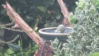 Gefladder - Blue tit enjoys bird bath