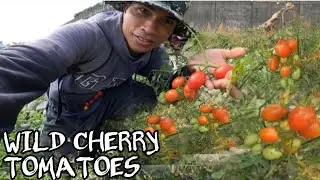 We found wild cherry tomatoes by the river @BHONTV-31 #fish #fyp #fishing #tomatoes #tilapia #ofw 