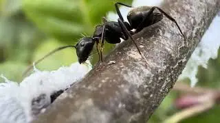 Carpenter Ant Tends to Aphid Honeydew Farm