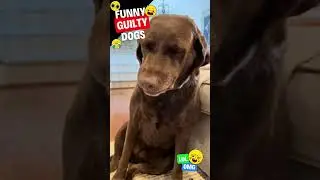 Guilty Dogs Compilation - Try not to laugh #shorts