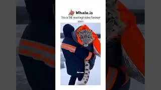 a tiger stuck in ice water animal rescue #reels #worldtiger #tigertime #tinytigers #youtubeshorts