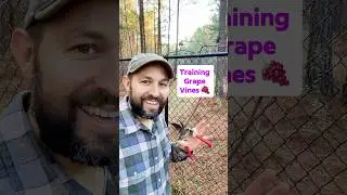 Training and pruning grape vines #shorts #grapevine #pruning #fruittrees #fruit #growyourownfood