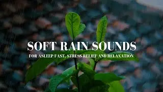 Soft Rain Sounds in Nature 🌧️ Gentle Ambience for Deep Sleep, Study & Relaxation