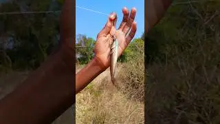 मछली से मछली पकड़ने आने पर कौन सा मछली मिलताहै 🎣🐟#fishing #minivlog