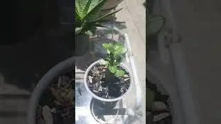 seus codex de rosa do deserto Est&atilde;o queimando no sol ?#shorts