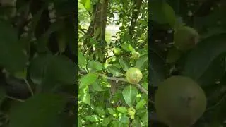Yellow delicious apple tree