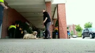 Connecticut Dog Trainers / Stamford New Haven Dog Trainers / 11 Month Old Labrador Retriever, Luna