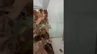 Feeding my mantis 🪰🍃#giantasianmantis #mantis #prayingmantis #weirdpets #bug #bugpets