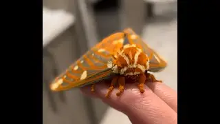 Close up and personal with the Royal Walnut or Regal moth