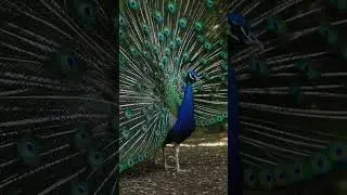 🦚 A Beautiful Peacock Display | Stunning Bird of Paradise | RDFX AI Render