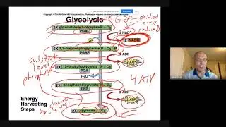AP Biology Week 8 Content Review