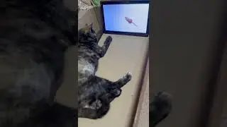 #cartoon #gatinhos #brincando #cat