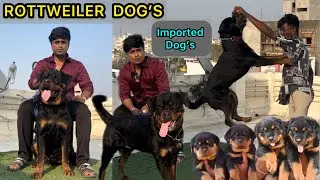Rottweiler Dog 😱| Imported Linage Dogs | Adorable Rottweiler Training | dogs Tamil