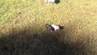 Mama pig protects cute little piglets from farm dogs