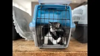 SUST-Catforce