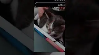 I Have A Kitty!