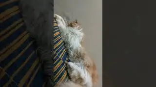 cute cat shorts meowing 😍 #trending #viral #shortsfeed #catlover #petlover #billi