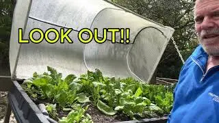 Spring Vegepod Planting