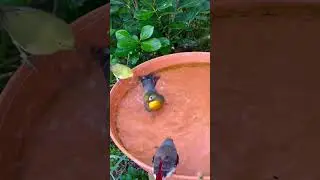 Birds Bathing