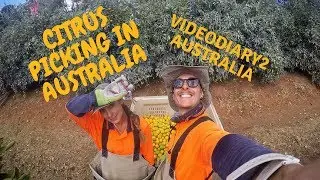 VIDEODIARY2 AUSTRALIA: FARM WORK IN AUSTRALIA.